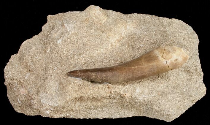 Large Plesiosaur Tooth In Matrix #11624